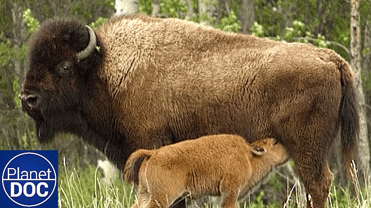 Wood Buffalo: El Último Refugio del Bisonte Americano | Documental Completo en Español