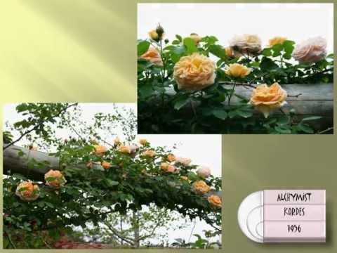 Video: Rosas Trepadoras