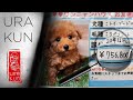 Очень дорогие собаки в Японии. Зоомагазин в Японии