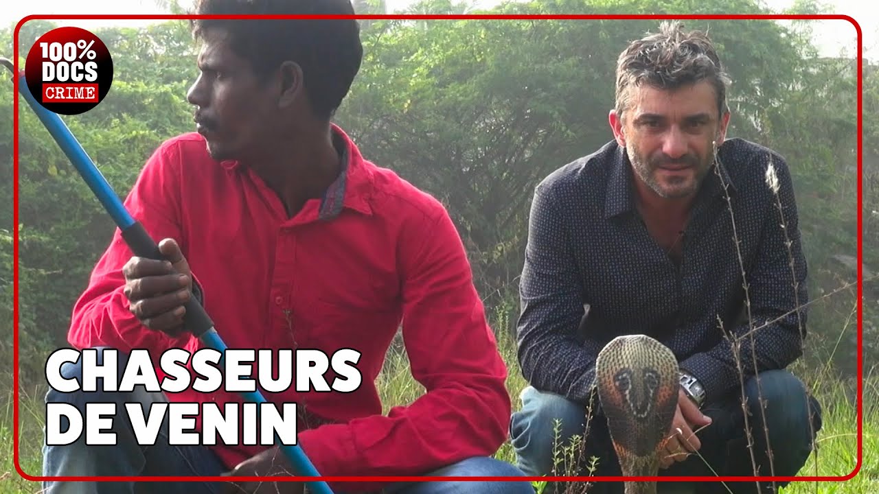 En Inde, la Mafia trafique... du VENIN de SERPENT !