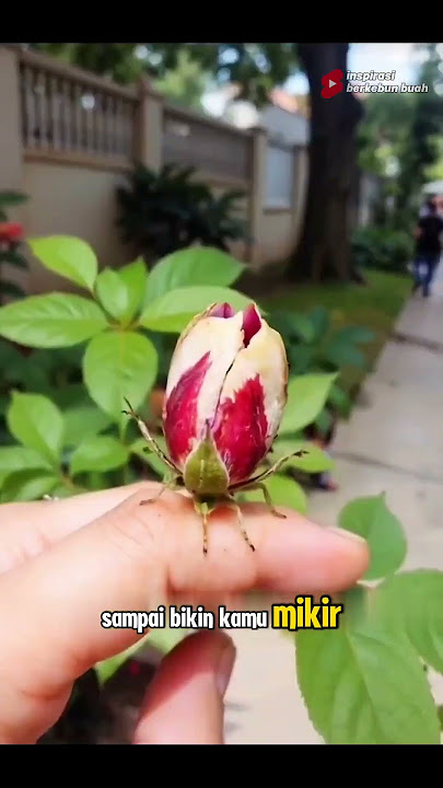Flower or Insect?! The Weirdest Transformations You've Ever Seen!