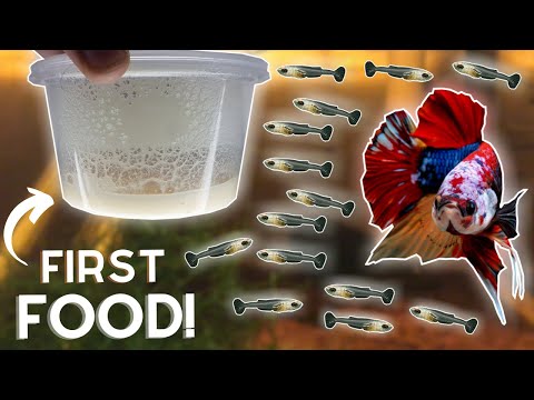 How To Breed Bettas: Hatching The Eggs (Part 2)