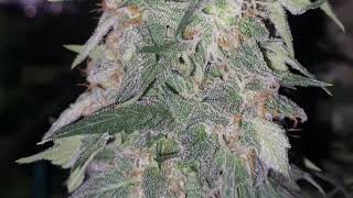 biscotti mintz week 2 flower, exodus cheese , gelato week 5 flower, defoilation day 21 42