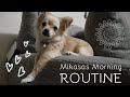 DOG MORNING ROUTINE | CHIHUAHUA PUPPY
