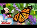 Garden 🌻 | Disney Animals | Mickey Mouse Funhouse | @disneyjunior