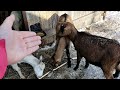 Козы - Гермафродиты// Почему беременная коза воняет как Козёл