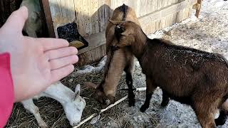 Козы - Гермафродиты// Почему беременная коза воняет как Козёл