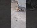 I'm Crazy Cat And I Found A Chick 🐥 For My Fun 🤓 #shortvideo #cat #funny