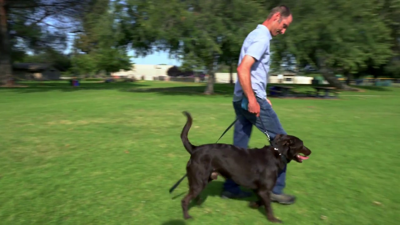 Performance K9 Training - David Greene Award Winning Trainer - YouTube