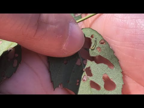 Video: Buburuzele mănâncă limacși de trandafiri?