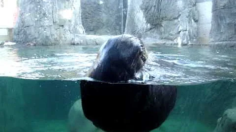 Maxwell Chang & Sea Otter @ Vancouver Aquarium