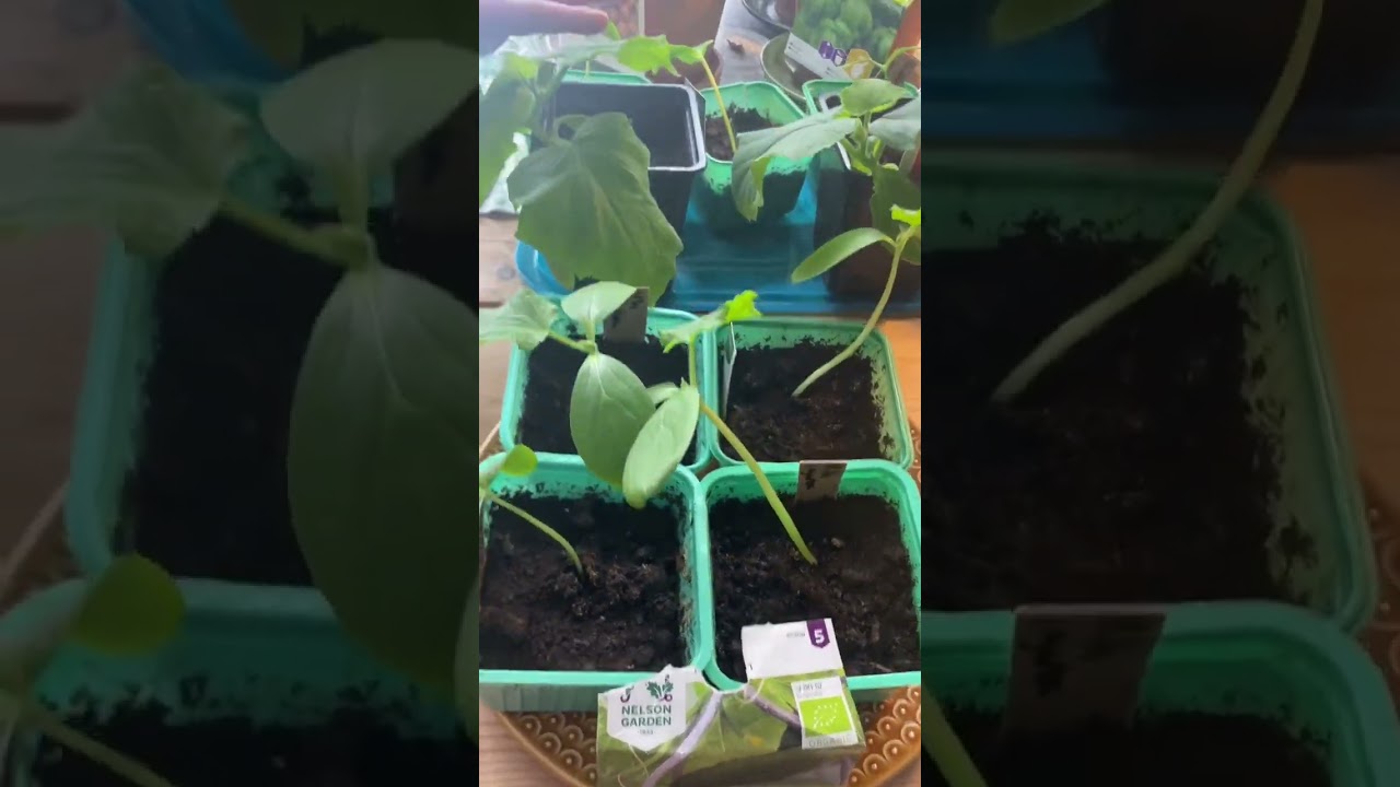 Vad kan man odla i zon 7