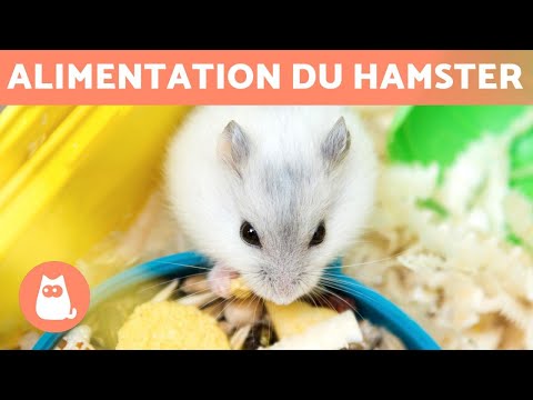 Vidéo: Les hamsters mangent-ils des coccinelles ?