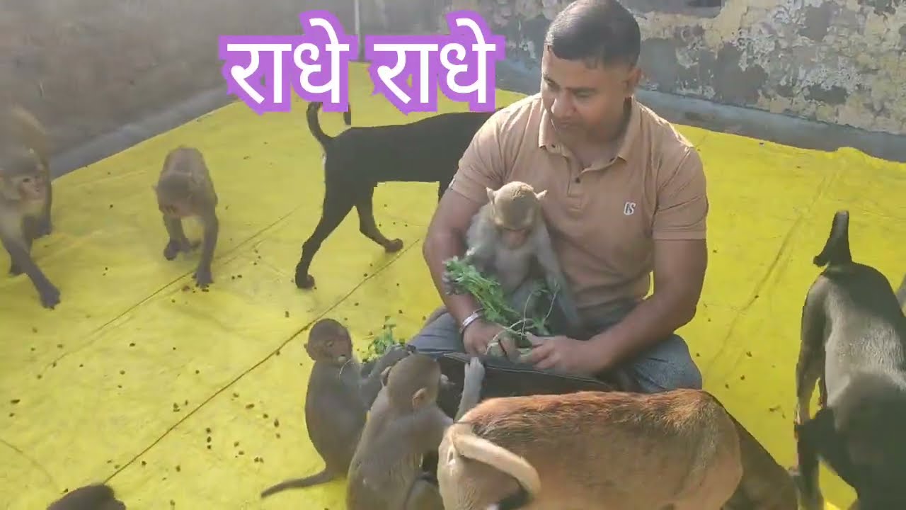 27/02/26 सुबह की वनार सेना प्रसादी की झलकियां #shortvideo #viralvideo #monkeyvideo #cuteanimals #yt