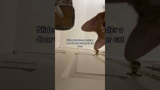 Slide your phone under a Door to see what your Cat does!😱🤣