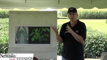 Keys to Entering the 100 Bushel Soybean Club