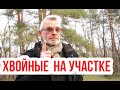 Как размещать хвойные растения на участке