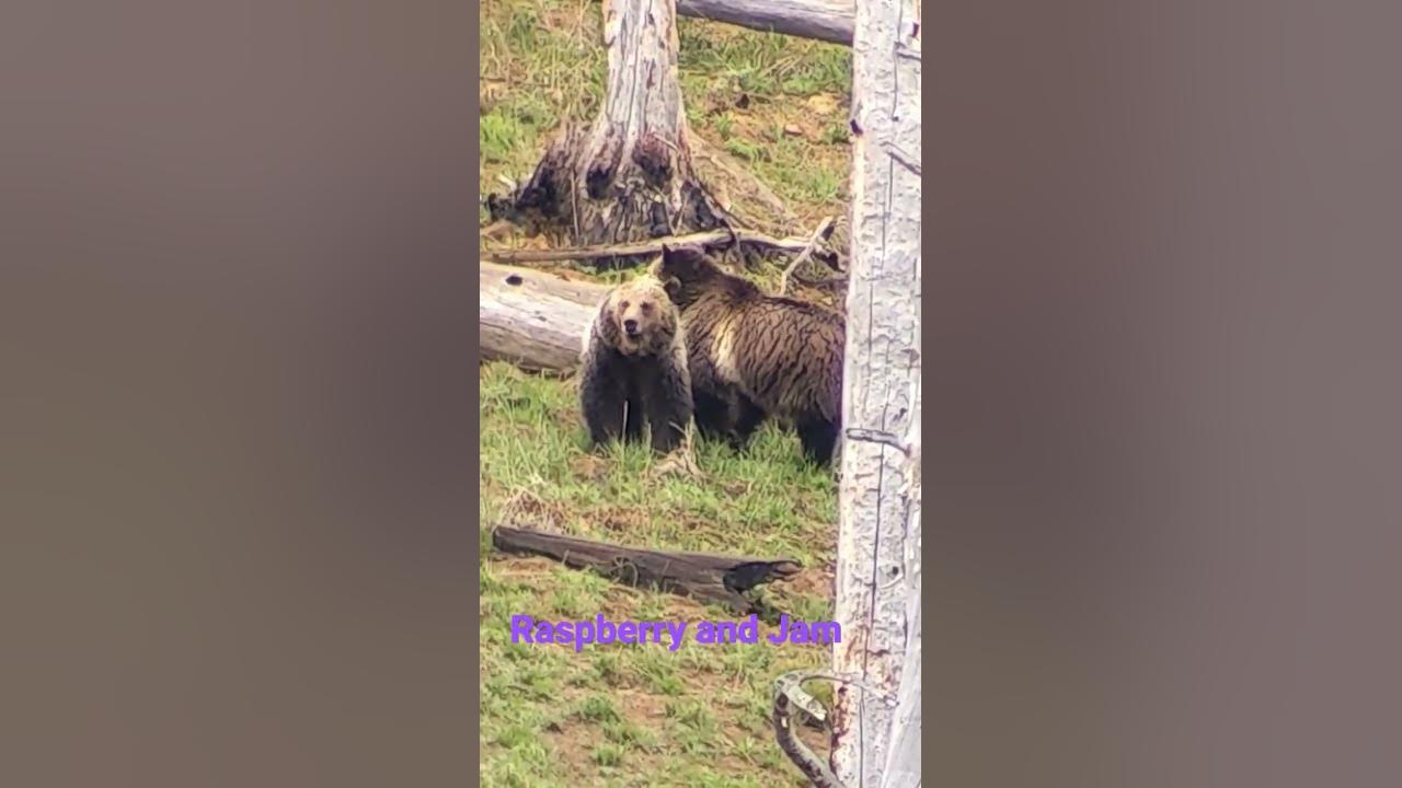 raspberry-and-jam-grizzly-bears-of-yellowstone-national-park-youtube