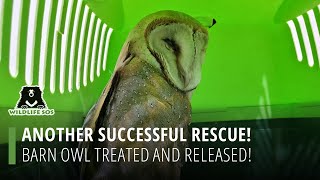 Another Successful Rescue: Barn Owl Treated And Released!