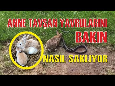 Anne Tavşan Yavrularını Bakın Nasıl Saklıyor?