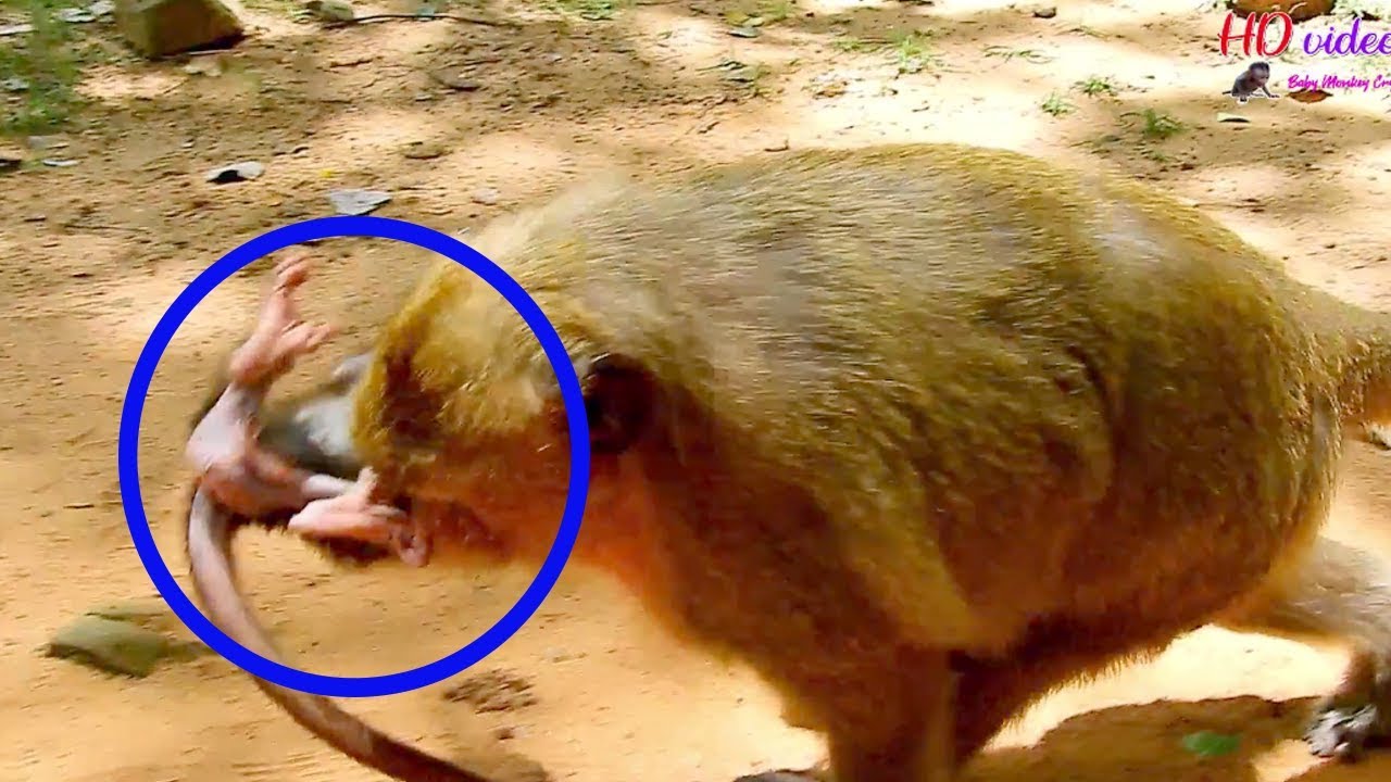 OMG! Much pity baby monkey Danilela | Why mom Dana carry baby Daniela like this?