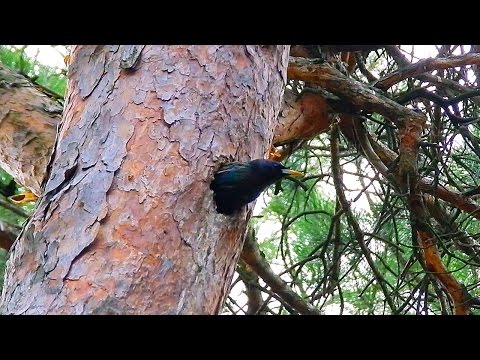 Футаж Скворцы Прилетели! Скворцы Весной. Скворцы в Дупле Сосны. Футажи для видеомонтажа. Видеофутажи