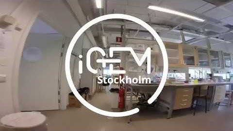 A Lab Summer Day, by Hrista  Micheva