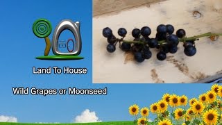 Grape or Moonseed