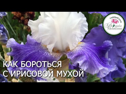 ИРИСОВАЯ МУХА И ДРУГИЕ ПРОБЛЕМЫ ИРИСОВ