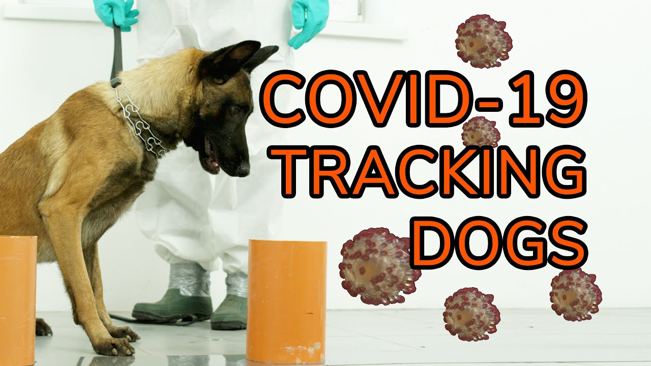 Corona virus detection - K9 - Covid 19  dogs