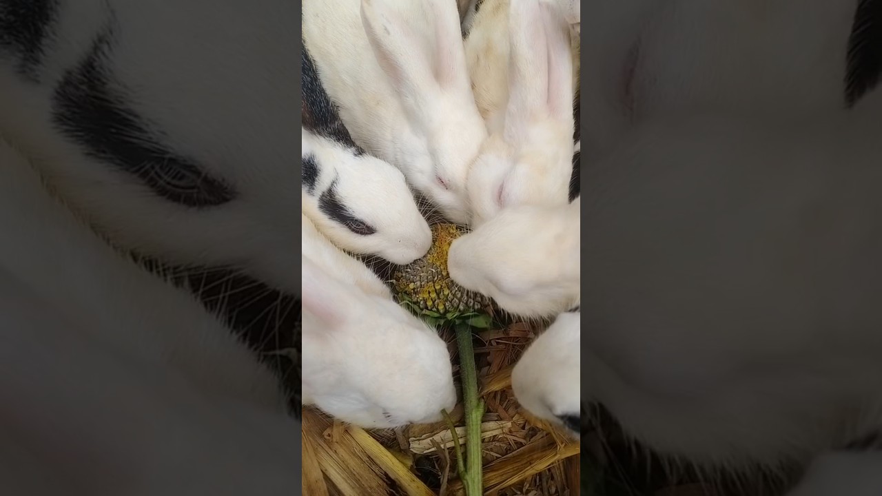 Rabbits eating sunflower seeds 