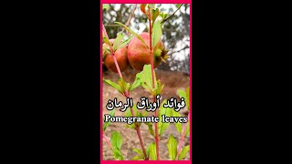 فوائد أوراق الرمان/ Benefits of Pomegranate leaves/Bienfaits des feuilles de grenadeshorts