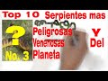 Top 10 Serpientes Mas Peligrosas Y Venenosas Del Planeta | No. 3