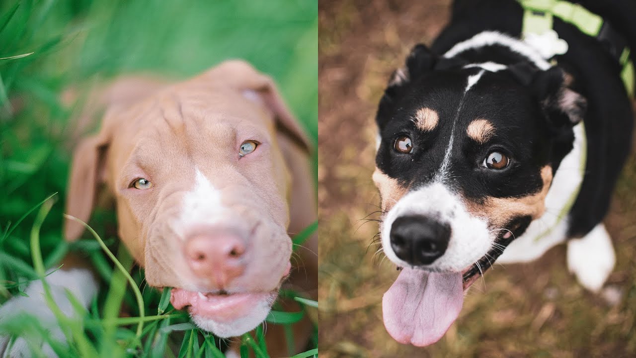 Pitbulls Being Wholesome EP.46 | Funny and Cute Pitbull Compilation