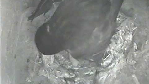 BBC Springwatch swift chick 14.6.15