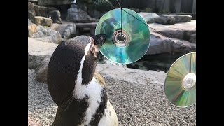 Sensory CD enrichment for the penguins at Paradise Park in Cornwall