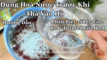 Cách Phân Biệt Cực Phẩm Painted Fire Red - Fire Red - SRC- Hướng Dẫn Thả Tép Hiệu Quả Khi Mua Về