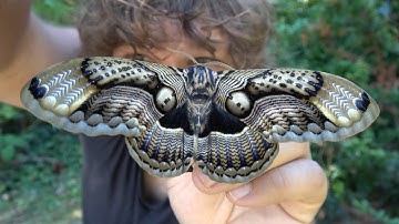 Brahmaea wallichii: Giant Owl Moth