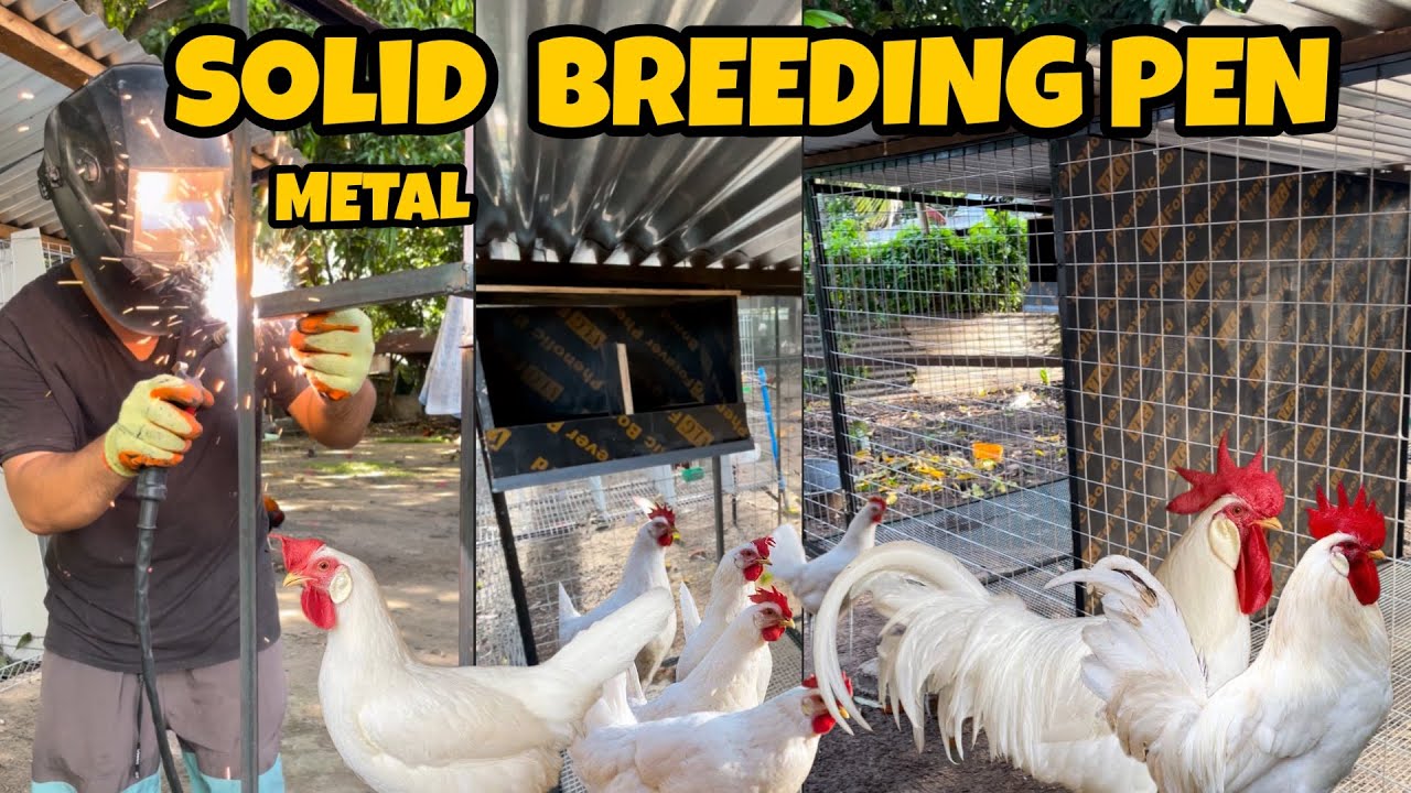 Улучшенное разведение белого леггорна