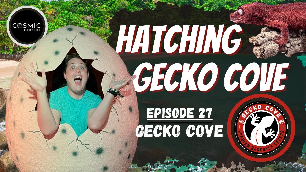 Hatching Gecko Cove   The Gecko Cove Connection GeckoCove
