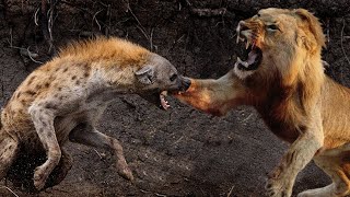 The hyenas hunt King lions  Lions cannot attack hyenas. 하이에나에게 반격하지 못하는 사자