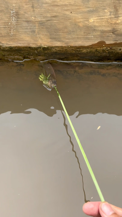 HOW TO FISH FOR EEL USING GRASS
