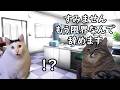 【なぜ辞めるのか】会社を辞めやすい人の特徴【猫ミーム】