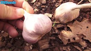 Purple garlic is great to grow and this year i am planting early year.
in video show how plant it easy your own garlic.#h...