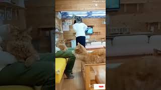 Funny cat videos | Cute cats | Cat videos Compilation 🐱Watch these funniest cat moments #catblogger