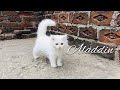 White Persian Cat