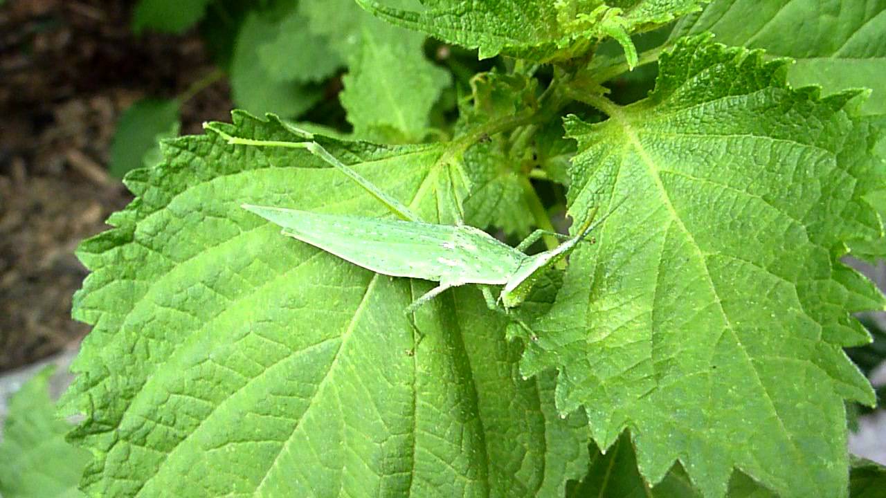 オンブバッタは餌で何を食べる ショウリョウバッタとの違いは