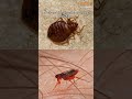 The Hidden Dangers of Home Pests Why Swift Control is Essential #pestcontrol #pests #rove #shorts