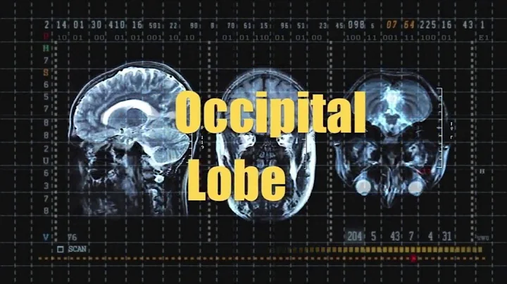 How TBI Affects Various Lobes of the Brain (Traumatic Brain Injury)