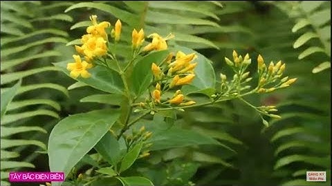 Lá Ngón Hoa Vàng Ăn Là Chết| Cây Độc Nhất Tây Bắc. The most poisonous and deadly tree in Vietnam